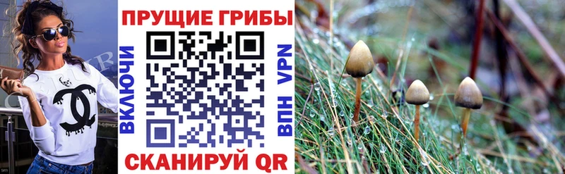 Псилоцибиновые грибы Magic Shrooms  Купить закладки  Нальчик 
